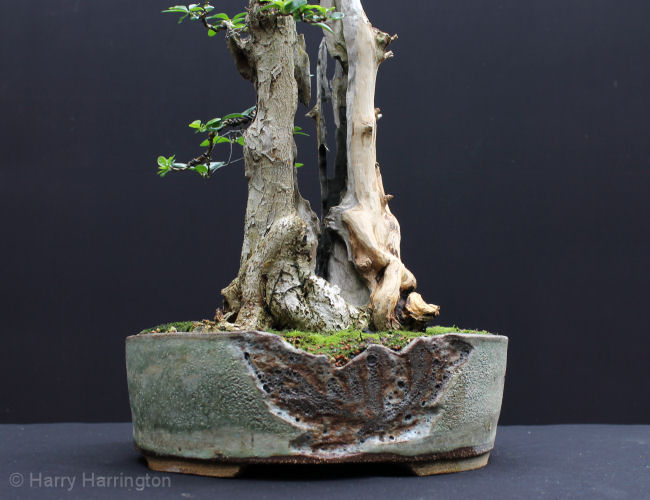privet bonsai